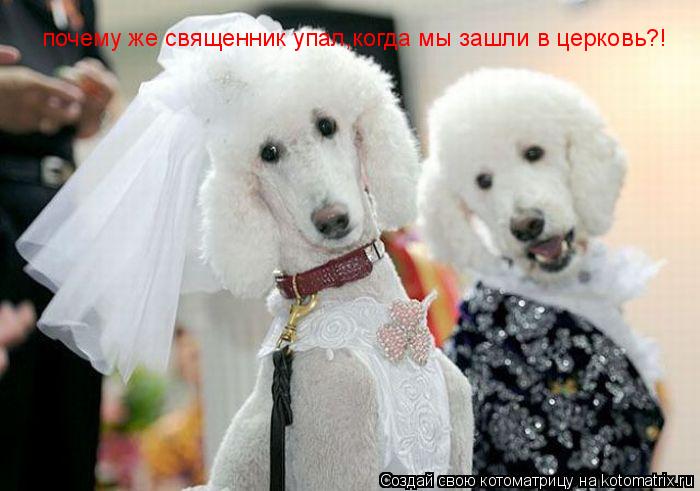 почему же священник упал,когда мы зашли в церковь?!... Котоматрица: почему же священник упал,когда мы зашли в церковь?!