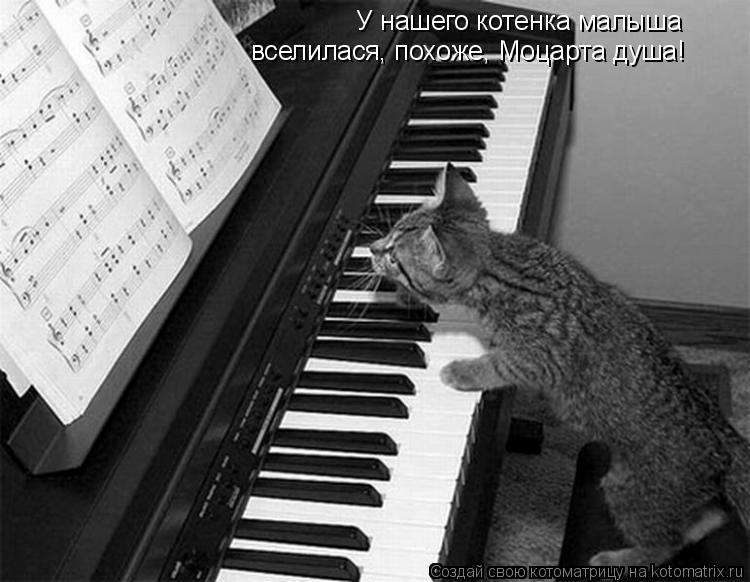 У нашего котенка малыша вселилася, похоже, Моцарта душа!... Котоматрица: У нашего котенка малыша вселилася, похоже, Моцарта душа!