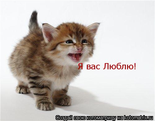 Я вас Люблю!... Котоматрица: Я вас Люблю!
