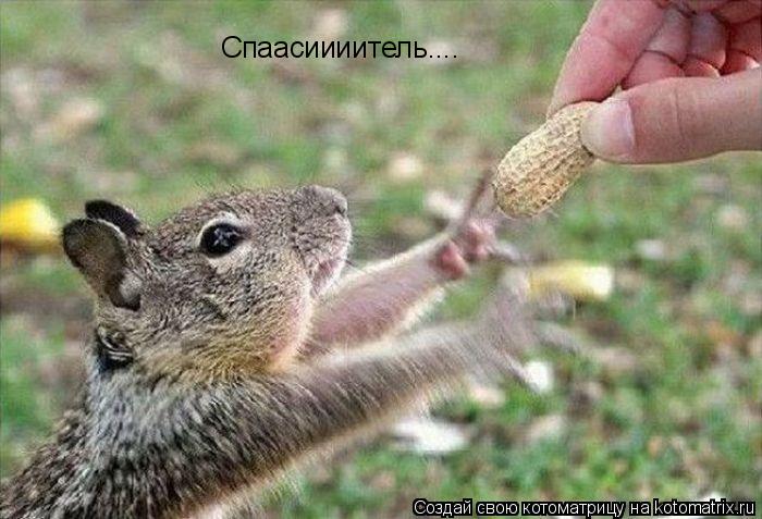 Спаасиииитель....... Котоматрица: Спаасиииитель....