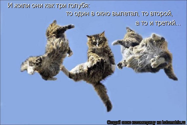 И жили они как три голубя: то один в окно вылетал, то второй, а то и третий...... Котоматрица: И жили они как три голубя: то один в окно вылетал, то второй, а то и третий...
