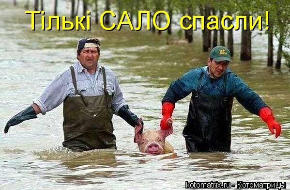 Тiлькi САЛО спасли!... Котоматрица: Тiлькi САЛО спасли!