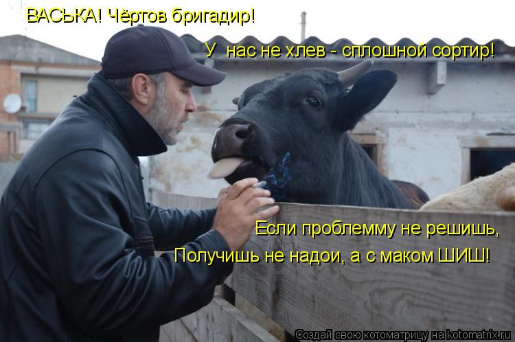 ВАСЬКА! Чёртов бригадир! У нас не хлев - сплошной сортир! Если проблемму не решишь, Получишь не надо... Котоматрица: ВАСЬКА! Чёртов бригадир! У нас не хлев - сплошной сортир! Если проблемму не решишь, Получишь не надои, а с маком ШИШ!