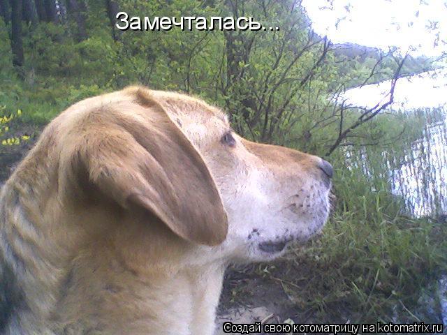 Замечталась...... Котоматрица: Замечталась...