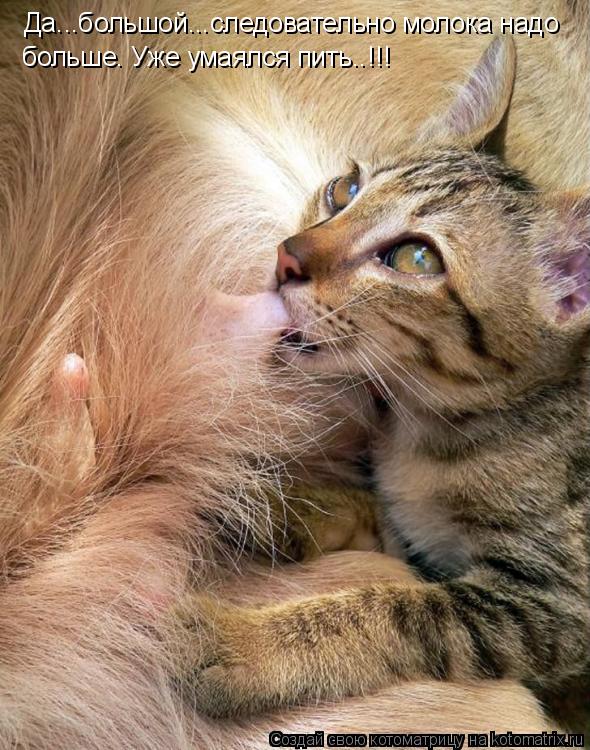 Да...большой...следовательно молока надо больше. Уже умаялся пить..!!!... Котоматрица: Да...большой...следовательно молока надо больше. Уже умаялся пить..!!!