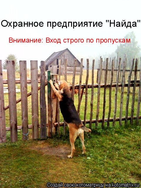Охранное предприятие "Найда" Внимание: Вход строго по пропускам... Котоматрица: Охранное предприятие "Найда" Внимание: Вход строго по пропускам