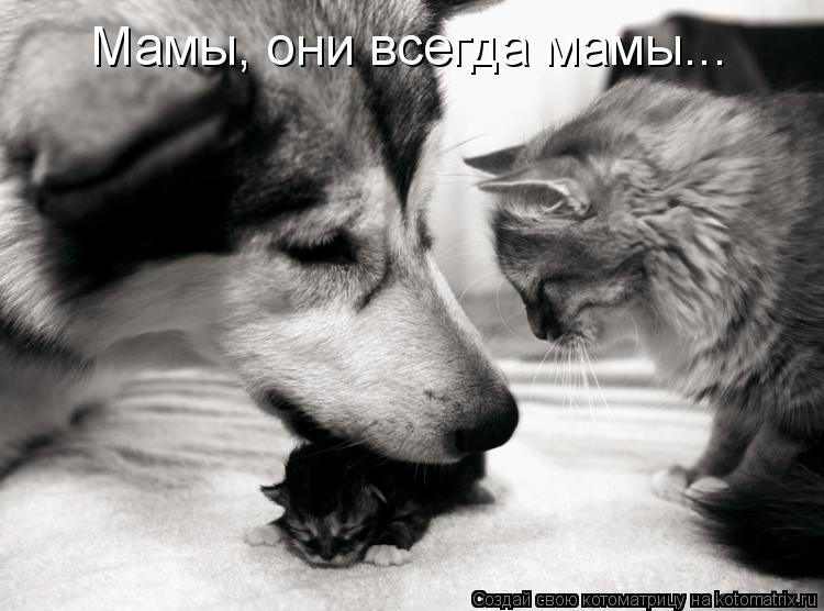 Мамы, они всегда мамы...... Котоматрица: Мамы, они всегда мамы...