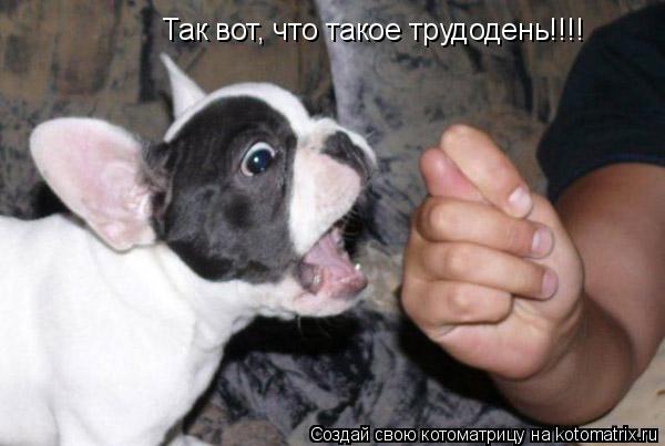 Так вот, что такое трудодень!!!!... Котоматрица: Так вот, что такое трудодень!!!!