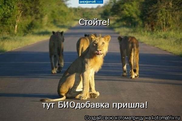 Стойте! тут БИОдобавка пришла!... Котоматрица: Стойте! тут БИОдобавка пришла!