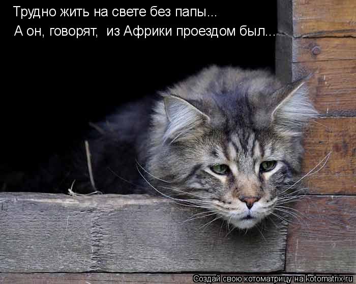 Трудно жить на свете без папы... А он, говорят, из Африки проездом был...... Котоматрица: Трудно жить на свете без папы... А он, говорят, из Африки проездом был...