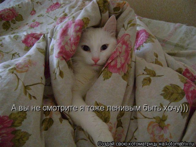 А вы не смотрите я тоже ленивым быть хочу)))... Котоматрица: А вы не смотрите я тоже ленивым быть хочу)))