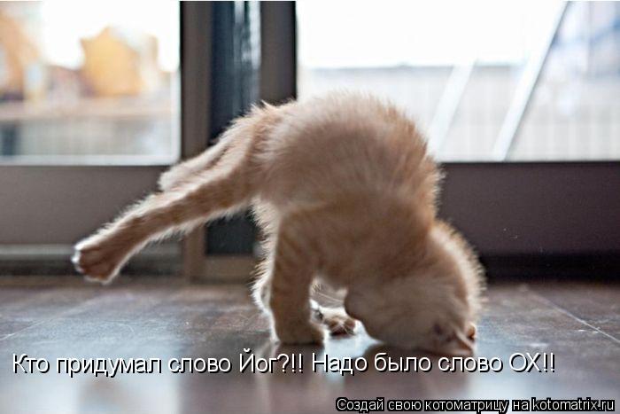 Кто придумал слово Йог?!! Надо было слово ОХ!!... Котоматрица: Кто придумал слово Йог?!! Надо было слово ОХ!!