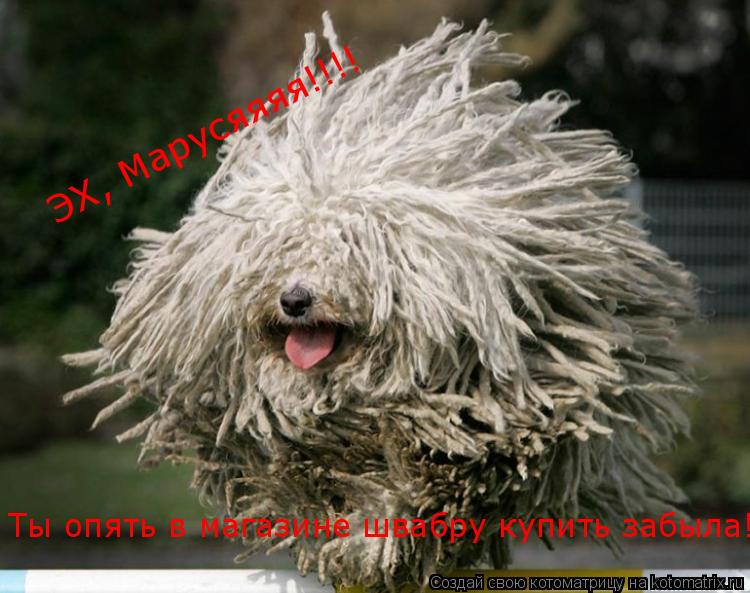Ты опять в магазине швабру купить забыла! ЭХ, Марусяяяя!!!!... Котоматрица: Ты опять в магазине швабру купить забыла! ЭХ, Марусяяяя!!!!