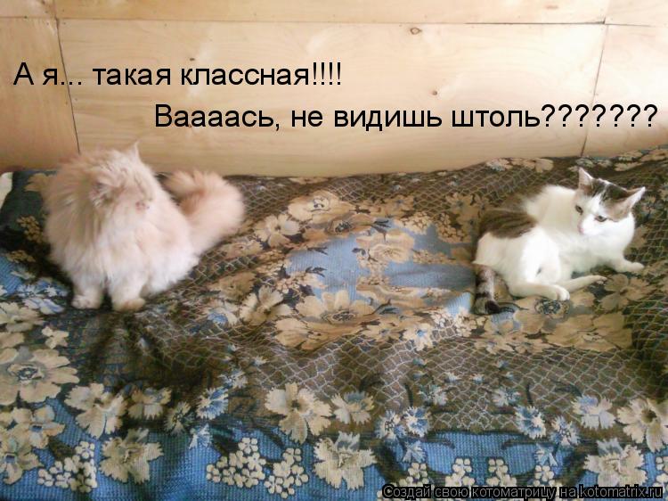 А я... такая классная!!!! Ваааась, не видишь штоль???????... Котоматрица: А я... такая классная!!!! Ваааась, не видишь штоль???????