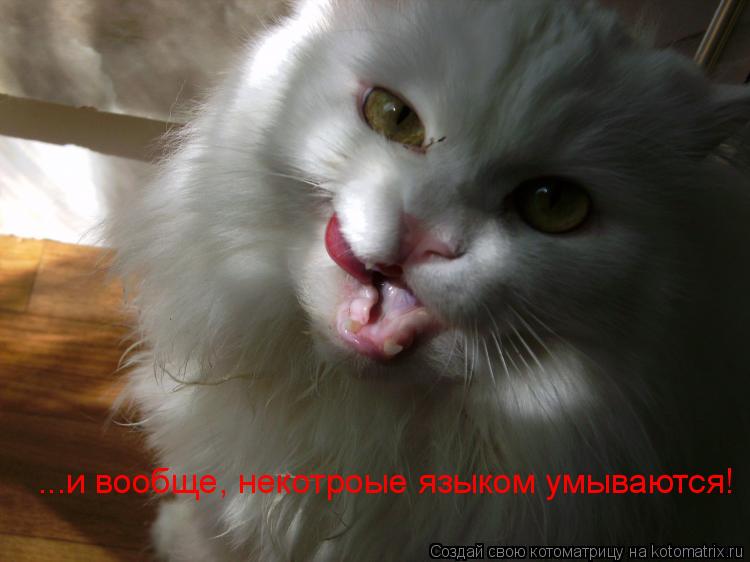 ...и вообще, некотроые языком умываются!... Котоматрица: ...и вообще, некотроые языком умываются!
