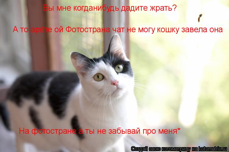 Вы мне когданибудь дадите жрать? А то арёте ой Фотострана чат не могу кошку завела она На фотостране... Котоматрица: Вы мне когданибудь дадите жрать? А то арёте ой Фотострана чат не могу кошку завела она На фотостране а ты не забывай про меня*