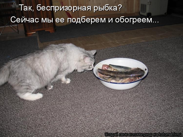 Так, беспризорная рыбка? Сейчас мы ее подберем и обогреем...... Котоматрица: Так, беспризорная рыбка? Сейчас мы ее подберем и обогреем...