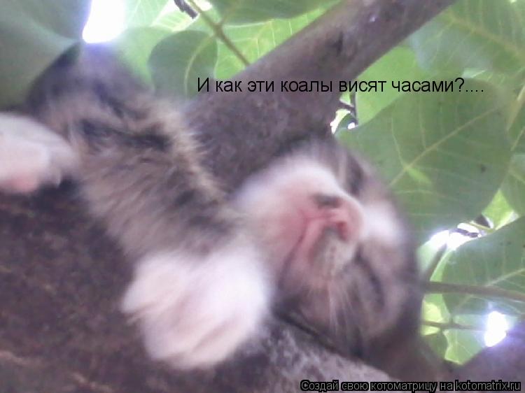 И как эти коалы висят часами?....... Котоматрица: И как эти коалы висят часами?....