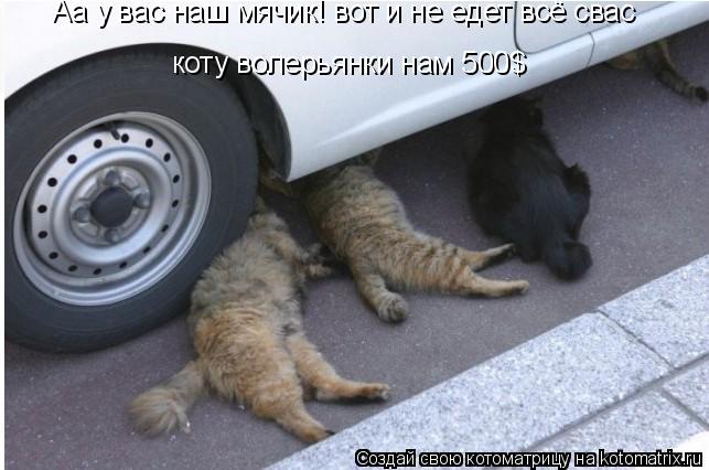 коту волерьянки нам 500$ Аа у вас наш мячик! вот и не едет всё свас... Котоматрица: коту волерьянки нам 500$ Аа у вас наш мячик! вот и не едет всё свас