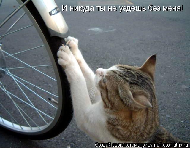 И никуда ты не уедешь без меня!... Котоматрица: И никуда ты не уедешь без меня!