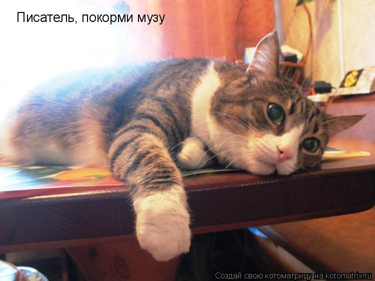 Писатель, покорми музу... Котоматрица: Писатель, покорми музу