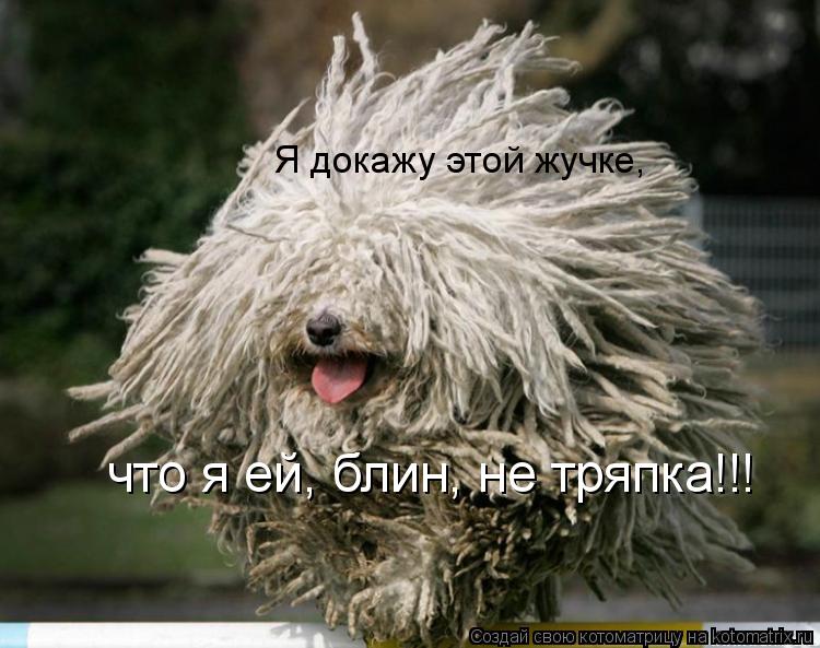Я докажу этой жучке, что я ей, блин, не тряпка!!!... Котоматрица: Я докажу этой жучке, что я ей, блин, не тряпка!!!