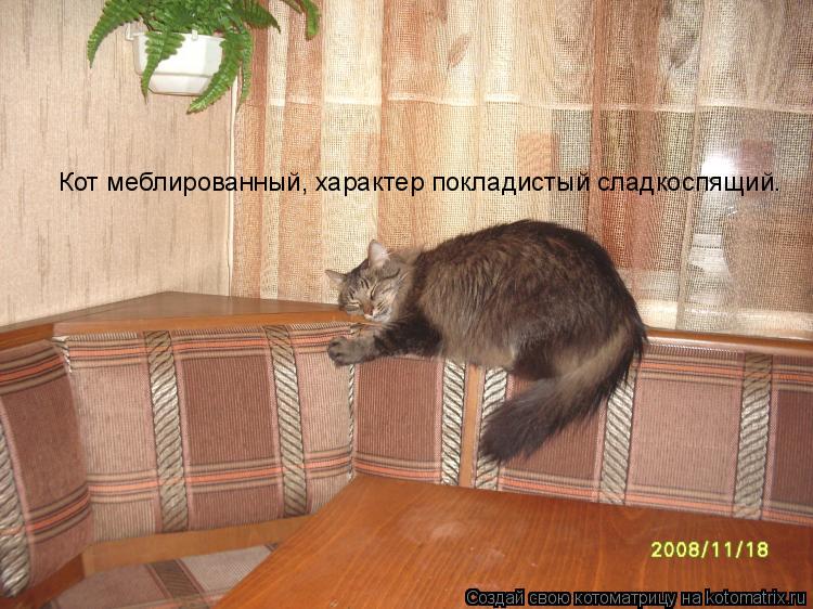 Кот меблированный, характер покладистый сладкоспящий.... Котоматрица: Кот меблированный, характер покладистый сладкоспящий.