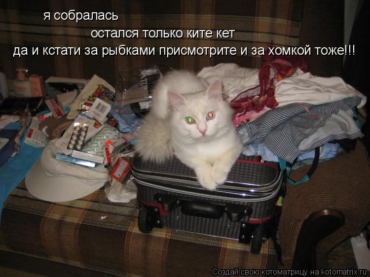 я собралась остался только ките кет да и кстати за рыбками присмотрите и за хомкой тоже!!!... Котоматрица: я собралась остался только ките кет да и кстати за рыбками присмотрите и за хомкой тоже!!!