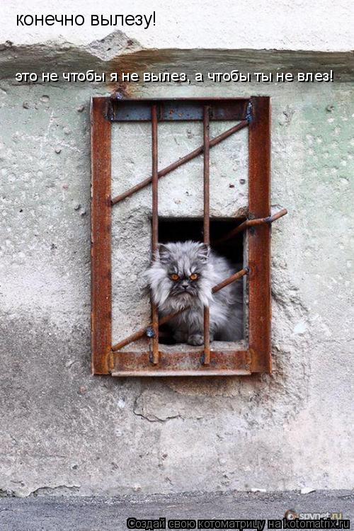 конечно вылезу! это не чтобы я не вылез, а чтобы ты не влез!... Котоматрица: конечно вылезу! это не чтобы я не вылез, а чтобы ты не влез!