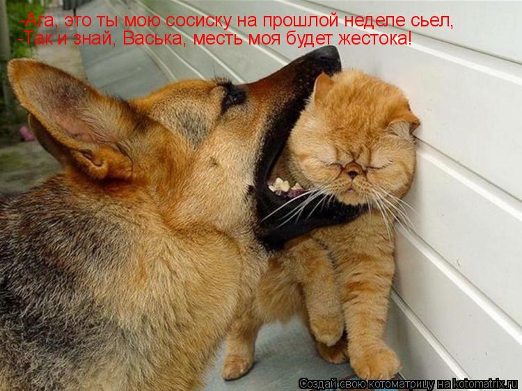 -Ага, это ты мою сосиску на прошлой неделе сьел, -Так и знай, Васька, месть моя будет жестока!... Котоматрица: -Ага, это ты мою сосиску на прошлой неделе сьел, -Так и знай, Васька, месть моя будет жестока!