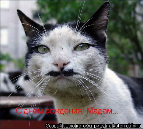 С днём рождения, Мадам...... Котоматрица: С днём рождения, Мадам...