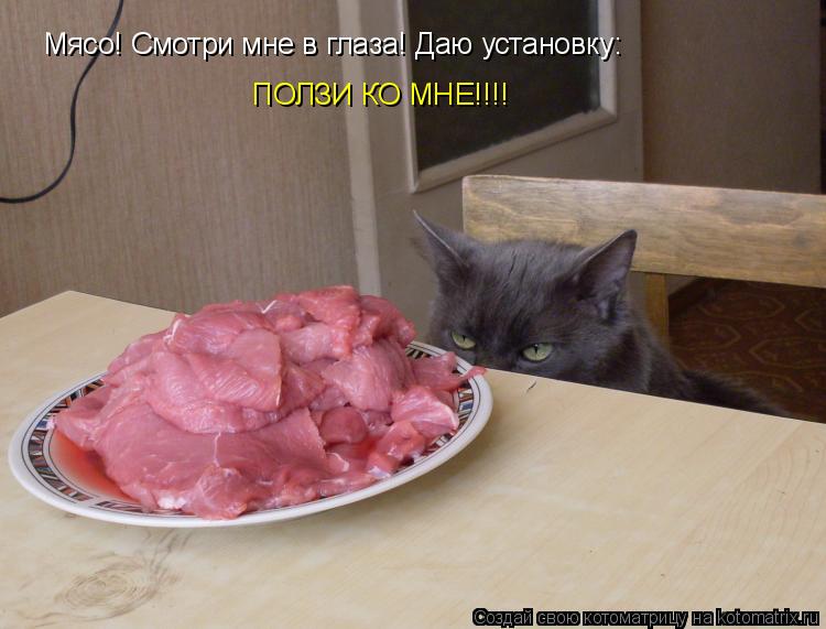 Мясо! Смотри мне в глаза! Даю установку: ПОЛЗИ КО МНЕ!!!!... Котоматрица: Мясо! Смотри мне в глаза! Даю установку: ПОЛЗИ КО МНЕ!!!!