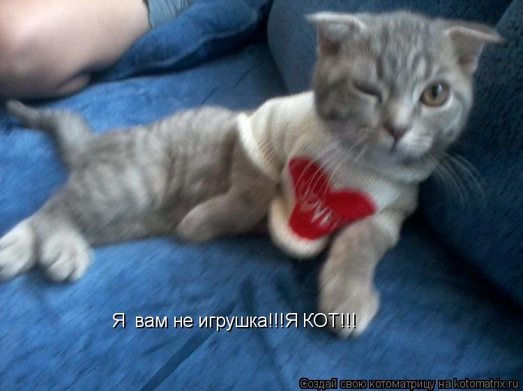 Я вам не игрушка!!!Я КОТ!!!... Котоматрица: Я вам не игрушка!!!Я КОТ!!!