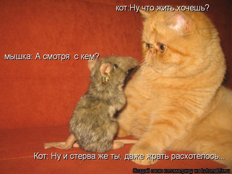 кот:Ну что жить хочешь? мышка: А смотря с кем? Кот: Ну и стерва же ты, даже жрать расхотелось...... Котоматрица: кот:Ну что жить хочешь? мышка: А смотря с кем? Кот: Ну и стерва же ты, даже жрать расхотелось...
