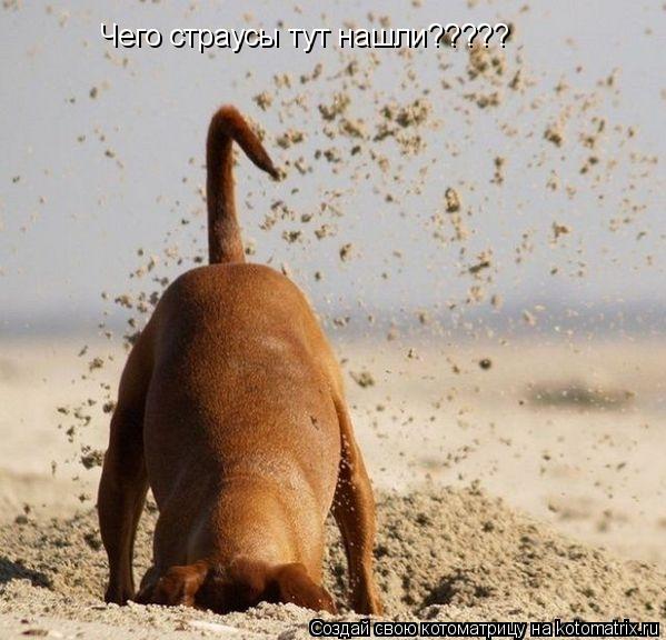 Чего страусы тут нашли?????... Котоматрица: Чего страусы тут нашли?????