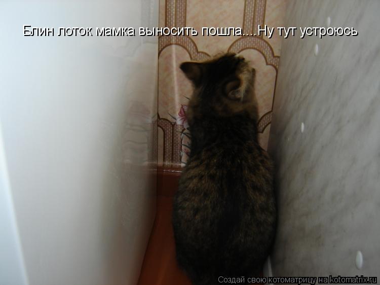 Блин лоток мамка выносить пошла....Ну тут устроюсь... Котоматрица: Блин лоток мамка выносить пошла....Ну тут устроюсь