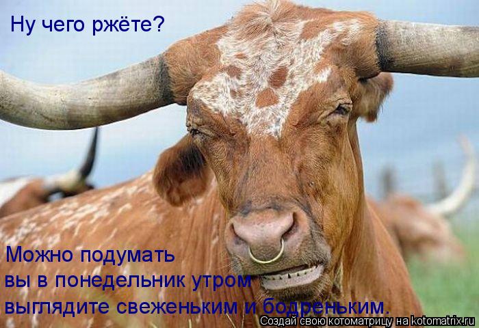 Ну чего ржёте? Можно подумать вы в понедельник утром выглядите свеженьким и бодреньким.... Котоматрица: Ну чего ржёте? Можно подумать вы в понедельник утром выглядите свеженьким и бодреньким.