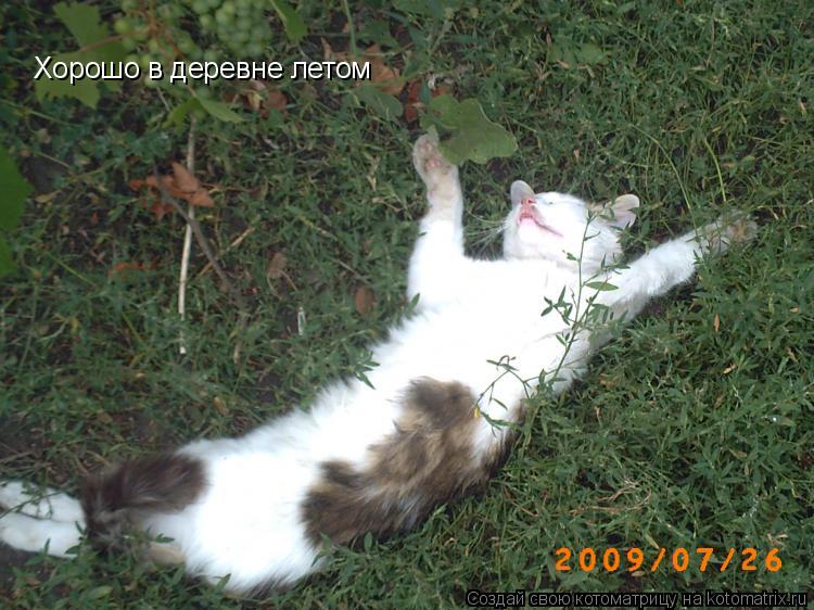 Хорошо в деревне летом... Котоматрица: Хорошо в деревне летом