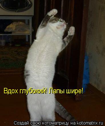 Вдох глубокий! Лапы шире!... Котоматрица: Вдох глубокий! Лапы шире!