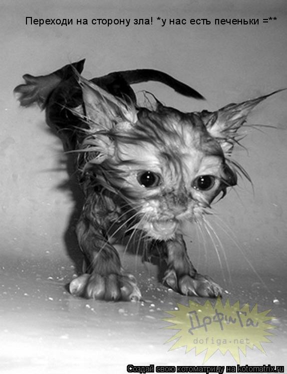 Переходи на сторону зла! *у нас есть печеньки =**... Котоматрица: Переходи на сторону зла! *у нас есть печеньки =**