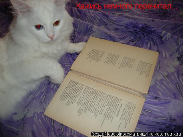Кажись немного перечитал...... Котоматрица: Кажись немного перечитал...
