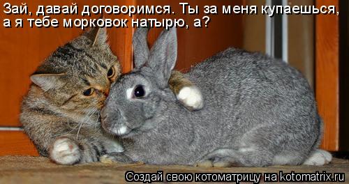 Зай, давай договоримся. Ты за меня купаешься, а я тебе морковок натырю, а?... Котоматрица: Зай, давай договоримся. Ты за меня купаешься, а я тебе морковок натырю, а?