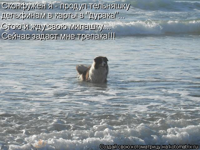 Сконфужен я - продул тельняшку дельфинам в карты в "дурака"... Стою и жду свою милашку.... Сейчас зад... Котоматрица: Сконфужен я - продул тельняшку дельфинам в карты в "дурака"... Стою и жду свою милашку.... Сейчас задаст мне трепака!!!