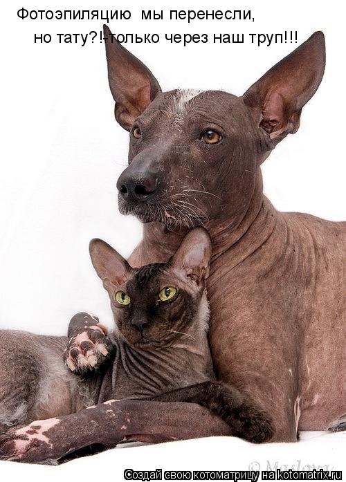 Фотоэпиляцию мы перенесли, но тату?!-только через наш труп!!!... Котоматрица: Фотоэпиляцию мы перенесли, но тату?!-только через наш труп!!!