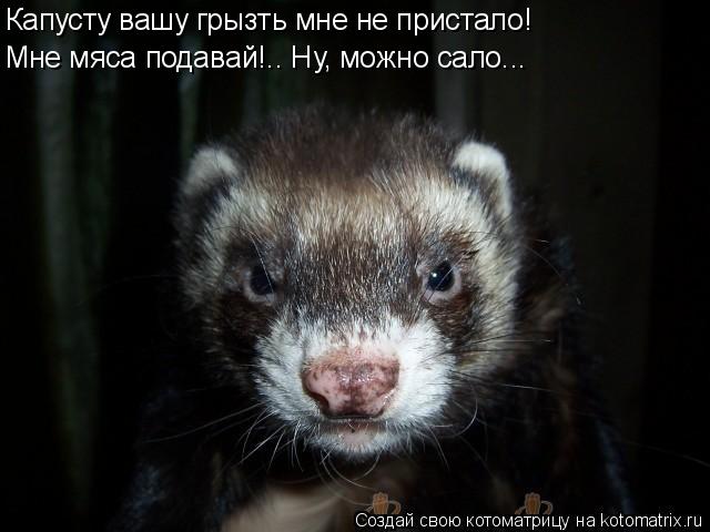 Капусту вашу грызть мне не пристало! Мне мяса подавай!.. Ну, можно сало...... Котоматрица: Капусту вашу грызть мне не пристало! Мне мяса подавай!.. Ну, можно сало...