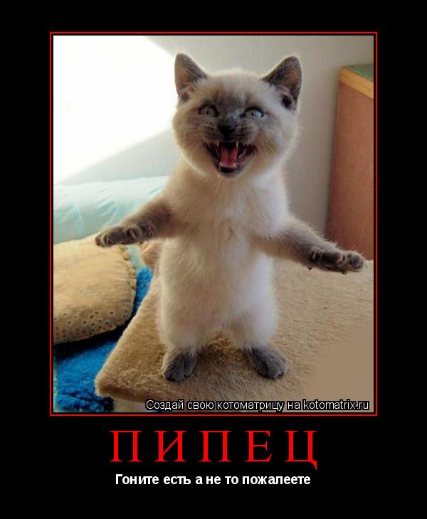 Пипец Гоните есть а не то пожалеете... Котоматрица: Пипец Гоните есть а не то пожалеете