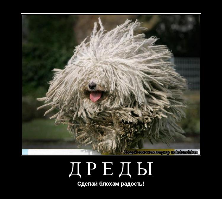 Дреды Сделай блохам радость!... Котоматрица: Дреды Сделай блохам радость!