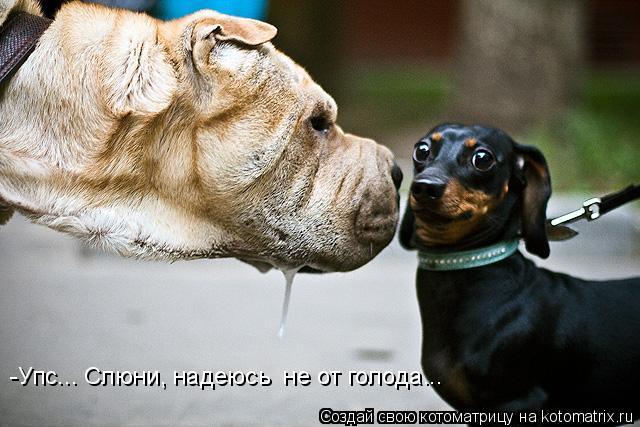 -Упс... Слюни, надеюсь не от голода...... Котоматрица: -Упс... Слюни, надеюсь не от голода...