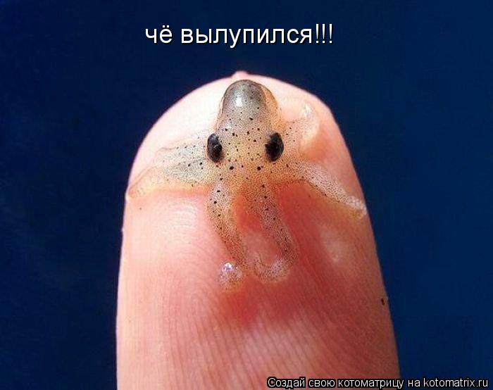 чё вылупился!!!... Котоматрица: чё вылупился!!!