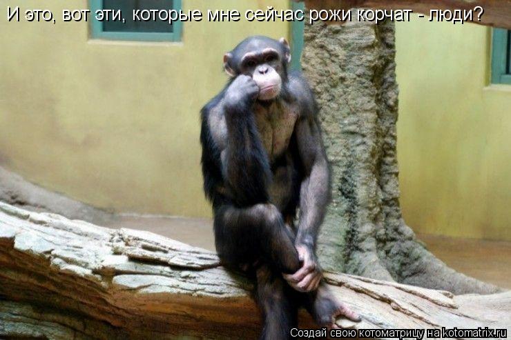 И это, вот эти, которые мне сейчас рожи корчат - люди?... Котоматрица: И это, вот эти, которые мне сейчас рожи корчат - люди?